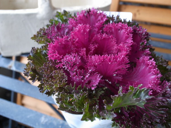 楽天市場 葉牡丹 プラチナ ハボタン グロッシーレッド 光沢ある赤葉が魅力でお正月の寄せ植えに最適 花苗 販売 通販 種類 母の日 花 ガーデニング岐阜緑園