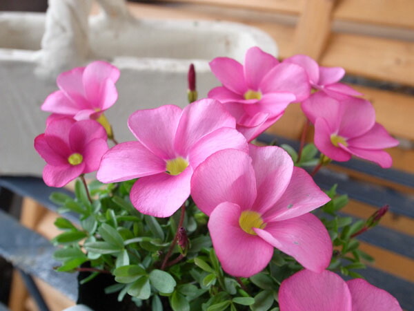 楽天市場 オキザリス 桃の輝き 球根草で毎年楽しめる花 花芽付 販売 通販 種類 母の日 花 ガーデニング岐阜緑園 楽天市場 オキザリス 桃の輝き 球根草で毎年楽しめる花 花芽付 販売 通販 種類 母の日 花 ガーデニング岐阜緑園