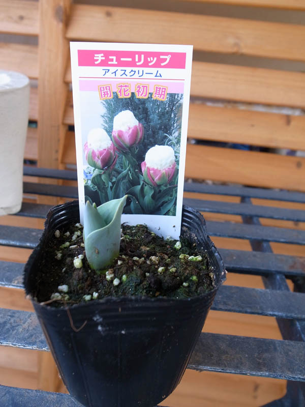 楽天市場 チューリップ アイスクリーム芽出し 花苗 3号サイズ チューリップ 球根 Tulip 販売 通販 種類 母の日 花 ガーデニング岐阜緑園