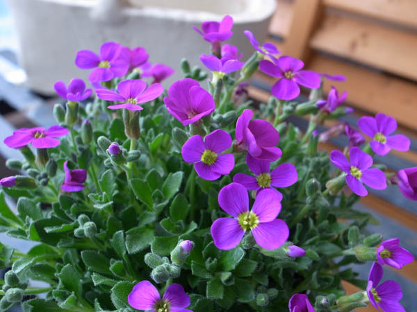 楽天市場 オーブリエチア 常緑多年草ドーム状に咲く紫の花 販売 通販 種類 母の日 花 ガーデニング岐阜緑園