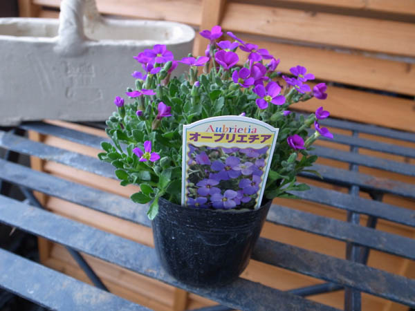 楽天市場 オーブリエチア 常緑多年草ドーム状に咲く紫の花 販売 通販 種類 母の日 花 ガーデニング岐阜緑園