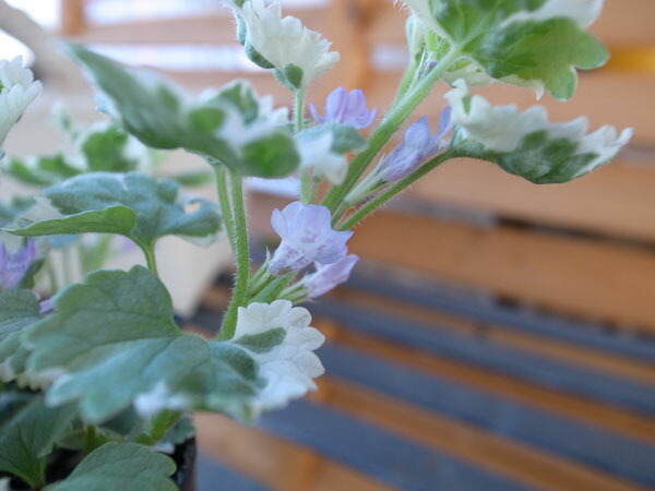 楽天市場 グレコマ バリエガータ 斑入り葉 グランドカバーにも向く植物 販売 通販 種類 母の日 花 ガーデニング岐阜緑園