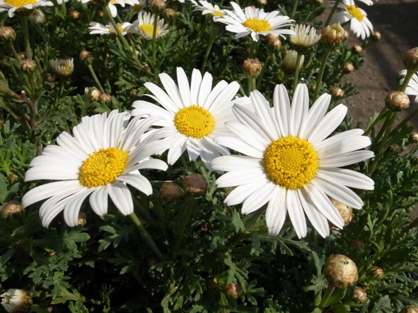 楽天市場 マーガレット サワーリップル ホワイト 清楚な純白の花 花苗 常緑多年草 販売 通販 種類 母の日 花 ガーデニング岐阜緑園