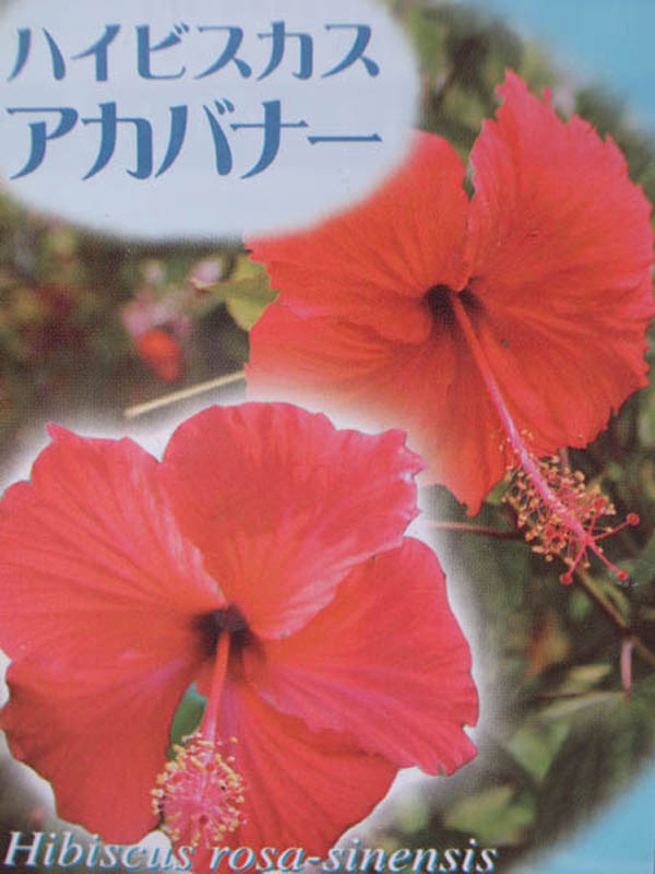 楽天市場 ハイビスカス 苗 アカバナー 地球が育てた自然のままのハイビスカス ハワイをはじめアフリカ フィジー諸島原産の珍しいハイビスカスを集めました 母の日 花 ガーデニング岐阜緑園