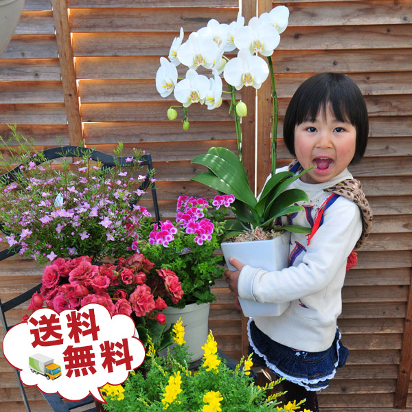 鉢植えセットお母さん プレゼント お歳暮 花 花 ギフト 福袋 誕生日 お祝い お正月 花 観葉植物 ギフト デンドロビューム 胡蝶蘭などが入る季節の 鉢花 入学式 販売 通販 種類 デンドロビューム 胡蝶蘭などが入る季節の鉢花 福袋 鉢植えセットお母さん 誕生日 プレゼント