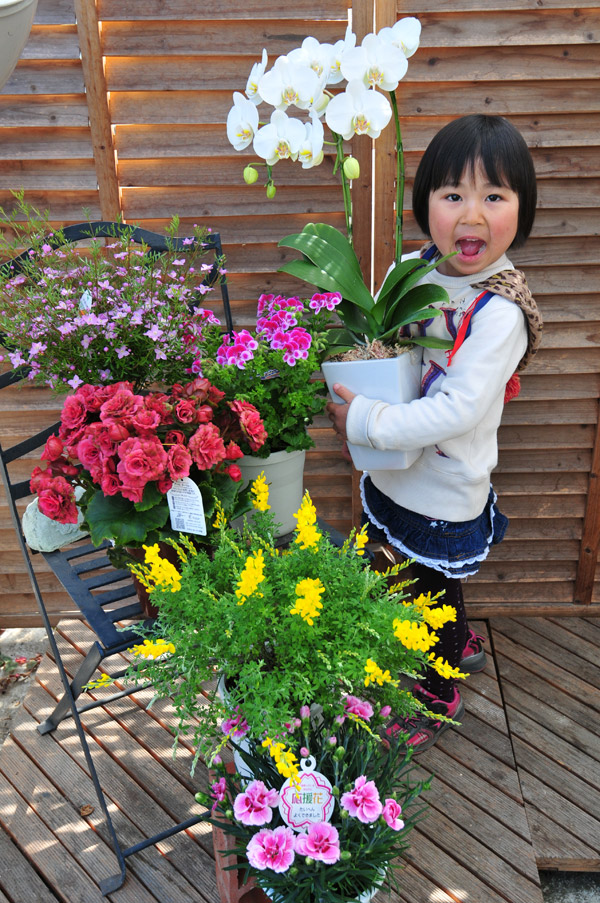 楽天市場 送料無料 超特大びっくり福袋 季節の鉢花を持てないくらい大きな箱で 洋蘭も入る 鉢植え 福袋 誕生日 プレゼント ギフト 販売 通販 種類 花 ギフト 鉢 鉢植え 花 ギフト フラワー ギフト 母の日 花 ガーデニング岐阜緑園