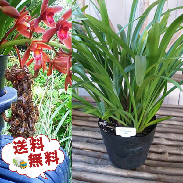 楽天市場】ニホンミツバチ誘引蘭 東洋蘭 ミスマフェット 6号サイズ