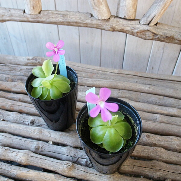 楽天市場 ムシトリスミレ セトス 食虫植物 葉に粘液を出して虫を捕らえます 販売 通販 種類 ムシトリスミレ 食虫植物 虫取りスミレ 食虫植物 母の日 花 ガーデニング岐阜緑園