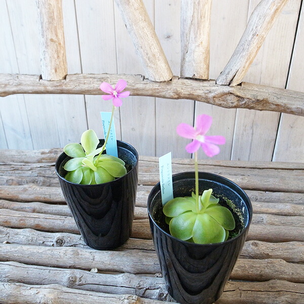 楽天市場 ムシトリスミレ セトス 食虫植物 葉に粘液を出して虫を捕らえます 販売 通販 種類 ムシトリスミレ 食虫植物 虫取りスミレ 食虫植物 母の日 花 ガーデニング岐阜緑園