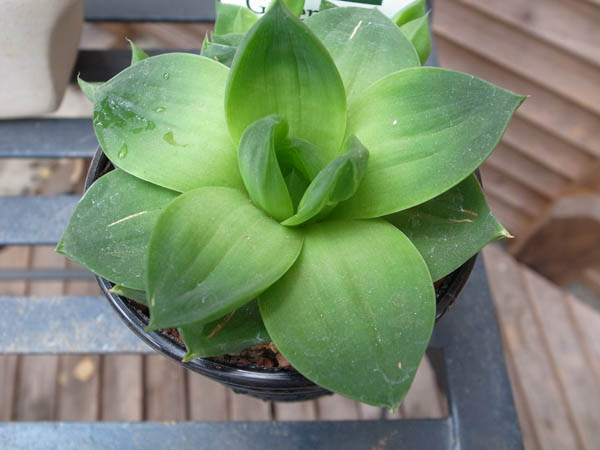 楽天市場 ハオルチア グリーンローズ 3 5号サイズ 鉢植え 多肉植物 販売 通販 種類 母の日 花 ガーデニング岐阜緑園