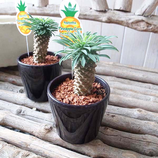 楽天市場 ユーフォルビア パイナップルコーン 3 5号サイズ 鉢植え 別名で蘇鉄キリン ユーフォルビア ユーフォルビア サボテン同様で水も控えめ明るい室内で簡単に育つ ユーフォルビア 母の日 花 ガーデニング岐阜緑園
