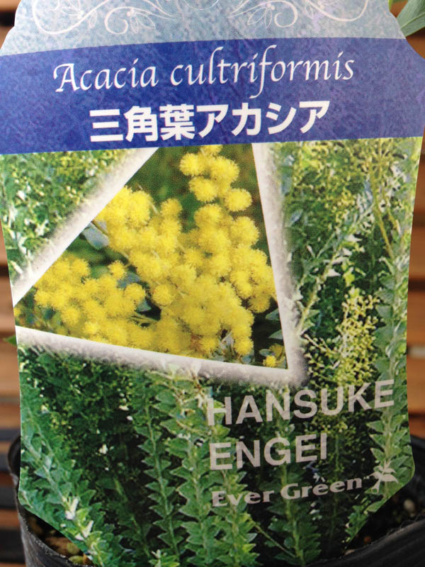 楽天市場 クーポン利用で10 Off 三角葉 アカシア 大苗 三角形の葉型が魅力でアカシア の中でもコンパクトに育つ品種 シルバーリーフ リーフプランツ 高さ40cm 販売 通販 種類 母の日 花 ガーデニング岐阜緑園