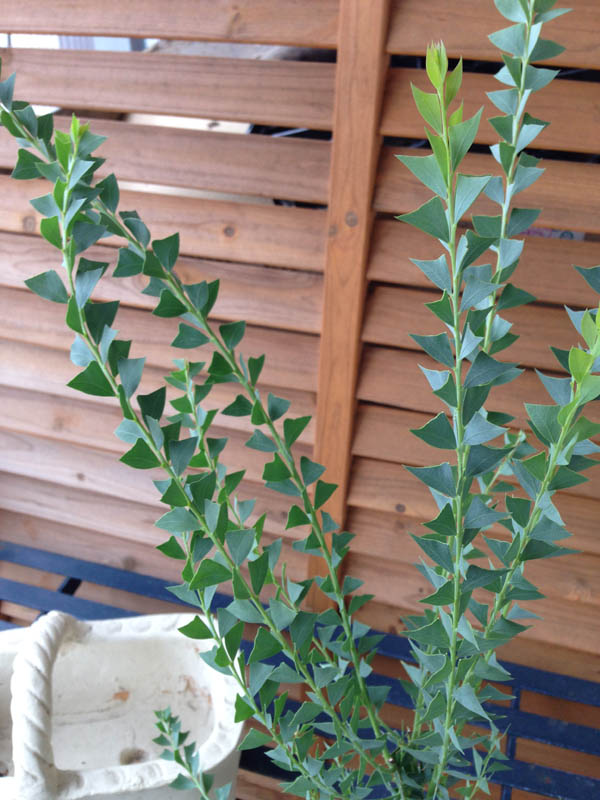 楽天市場 クーポン利用で10 Off 三角葉 アカシア 大苗 三角形の葉型が魅力でアカシア の中でもコンパクトに育つ品種 シルバーリーフ リーフプランツ 高さ40cm 販売 通販 種類 母の日 花 ガーデニング岐阜緑園