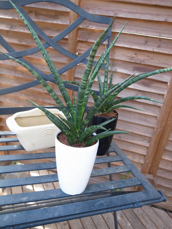 楽天市場 サンスベリア ファーンウッド3 5号サイズ サンセベリア 高さ30cm レア品種 鉢植え 空気清浄グリーン 管理も簡単な室内の観葉植物に最適 販売 通販 種類 母の日 花 ガーデニング岐阜緑園