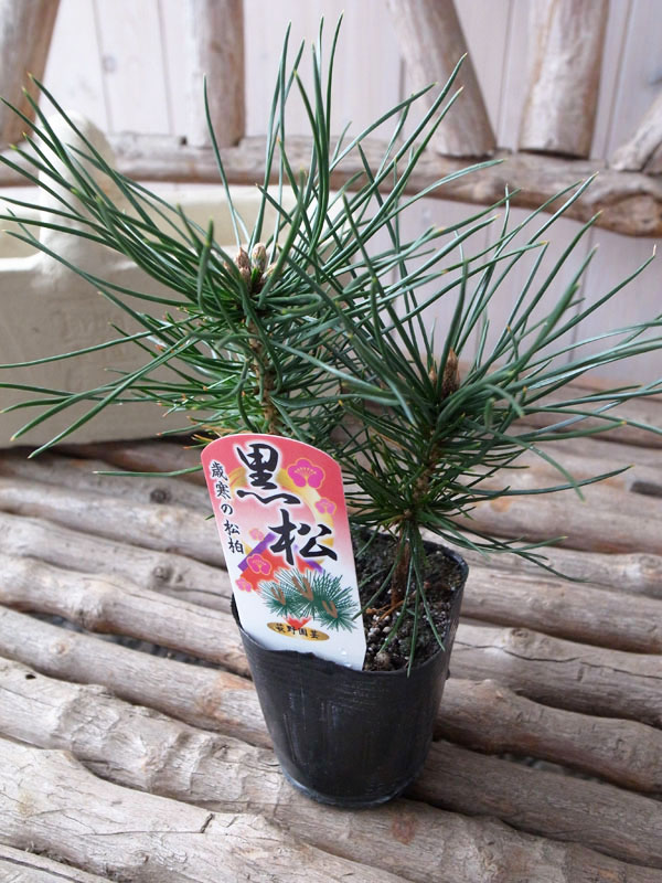 楽天市場 黒松 ミニクロマツ お正月の寄せ植えに欠かせない松 販売 通販 種類 母の日 花 ガーデニング岐阜緑園