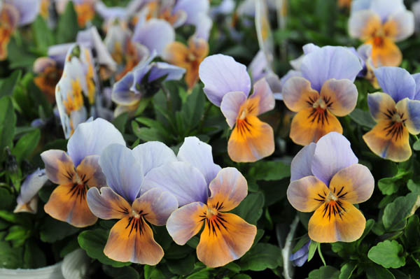 楽天市場 ビオラ エーゲ海の夕日 花苗 シックな花色 名前のごとくオレンジと水色のコントラスト 花芽付き ビオラ苗 販売 通販 種類 母の日 花 ガーデニング岐阜緑園