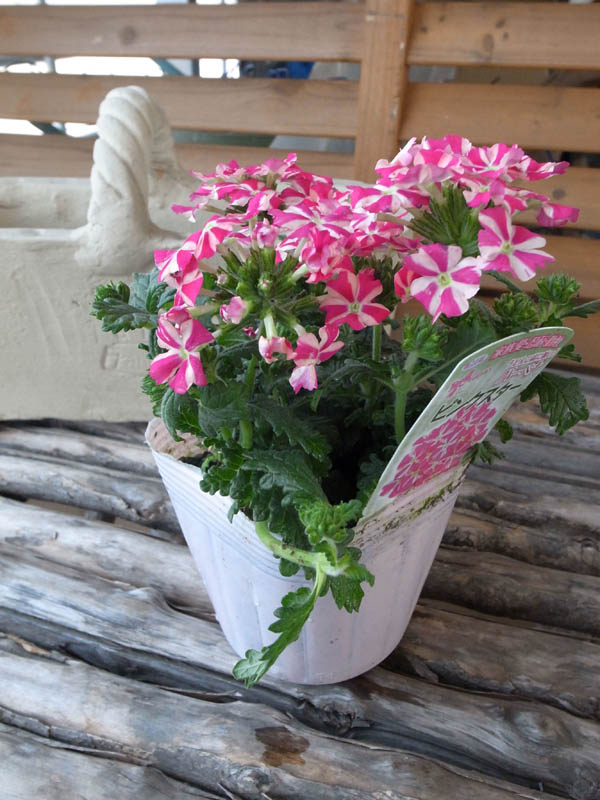 楽天市場 宿根 バーベナ ピンクスター 花苗 最新バーベナ 宿根草 販売 通販 種類 母の日 花 ガーデニング岐阜緑園 楽天市場 宿根 バーベナ ピンクスター 花苗 最新バーベナ 宿根草 販売 通販 種類 母の日 花 ガーデニング岐阜緑園
