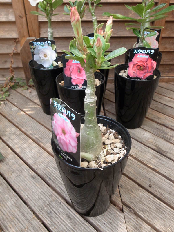楽天市場 天空のバラ アデニューム4号サイズ 鉢植え ガーデニング 販売 通販 種類 母の日 花 ガーデニング岐阜緑園