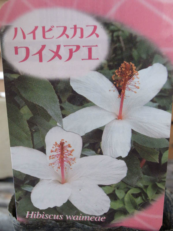 楽天市場 ハイビスカス 苗 ワイメアエ 花苗 ハワイカウアイ島原産のハイビスカス苗 母の日 花 ガーデニング岐阜緑園