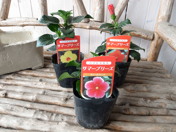 楽天市場 ハイビスカス サマーブリーズ 3株セット 暑さに強い夏の花 販売 通販 種類 Tokai 母の日 花 ガーデニング岐阜緑園