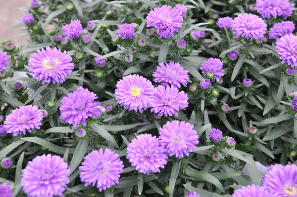 楽天市場 アスター ミステリーレディー ブルー 宿根草 販売 通販 種類 アスター苗 アスター ブルー 鮮やかな花色が魅力アスター 秋のガーデニングに最適なお花 アスター ブルー 青 母の日 花 ガーデニング岐阜緑園