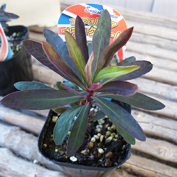 楽天市場 ユーフォルビア ブラックバード 耐寒性多年草 ワンランク上の寄せ植えアイテム ユーフォルビア 販売 通販 種類 母の日 花 ガーデニング岐阜緑園