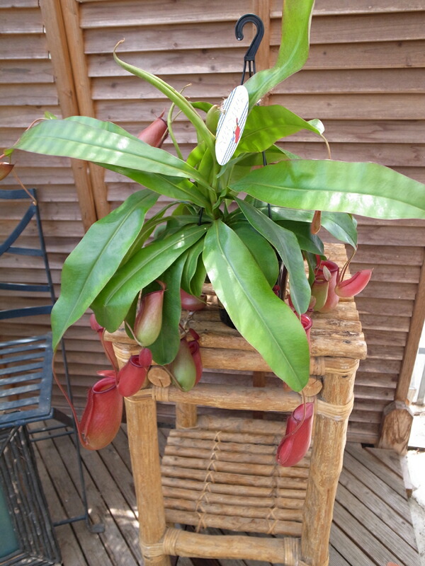 aucgifuryokuen Rakuten Global Market Nepenthes lady
