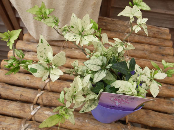 楽天市場 ヘデラ 雪の華 アイビー 白い小葉が魅力のアイビー ヘデラ 母の日 花 ガーデニング岐阜緑園