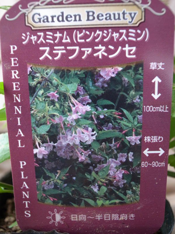 楽天市場 ジャスミナム ステファネンセ ピンク花 母の日 花 ガーデニング岐阜緑園