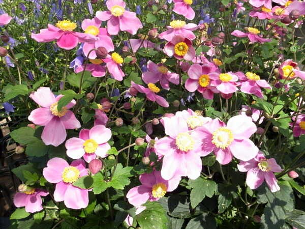 auc gifuryokuen rakuten global market friendly anemone autumn flower size by height