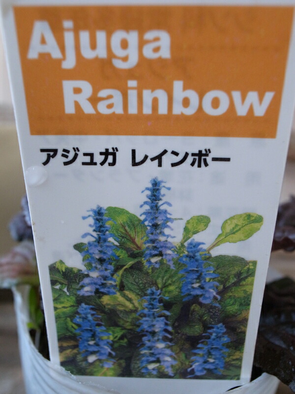 楽天市場 アジュガ レインボー 苗 販売 通販 種類 アジュガの中でも葉色が美しく寄せ植えアイテムとしても人気 母の日 花 ガーデニング岐阜緑園