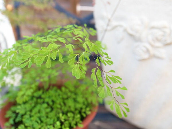 楽天市場 アジアンタム ミクロフィラム 4号サイズ 常緑性シダ 観葉植物 押し花にも人気の品種 非常に細かな葉が特徴のアジアンタム 母の日 花 ガーデニング岐阜緑園