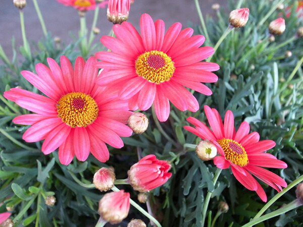 楽天市場 マーガレット モリンバ ヘリオ ウオーターメロン3 5号苗 ピンク 花芽付 ガーデン 植物 販売 母の日 花 ガーデニング岐阜緑園