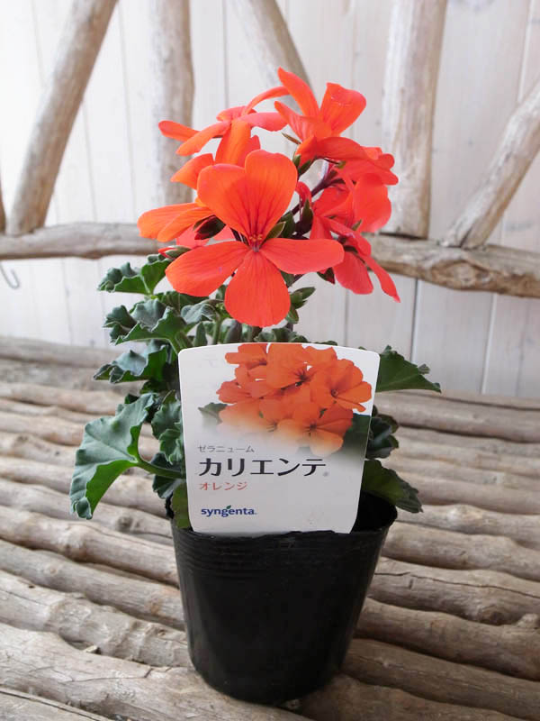 楽天市場 ゼラニウム カリエンテ オレンジ 橙色 3 5号苗 ゼラニューム 花芽付 植物 販売 母の日 花 ガーデニング岐阜緑園