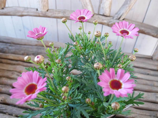 楽天市場 マーガレット モリンバ ミニピンク苗 花芽付 植物 販売 ガーデン ガーデニング 母の日 花 ガーデニング岐阜緑園