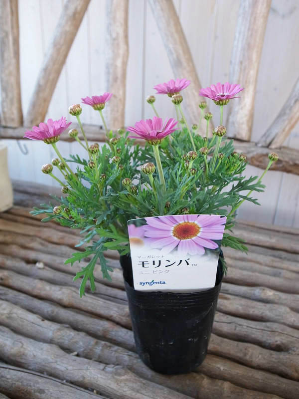 楽天市場 マーガレット モリンバ ミニピンク苗 花芽付 植物 販売 ガーデン ガーデニング 母の日 花 ガーデニング岐阜緑園