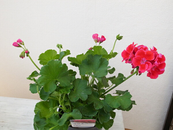 楽天市場 ゼラニウム カリオペ レッドスプラッシュ 5号鉢 ゼラニューム 赤 レッド 花芽付 鉢植え 鉢花 母の日 花 ガーデニング岐阜緑園