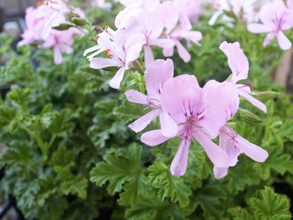 楽天市場 レモンゼラニューム大苗 レモンの香りが魅力 ハーブ ゼラニウム センテッドゼラニューム 母の日 花 ガーデニング岐阜緑園