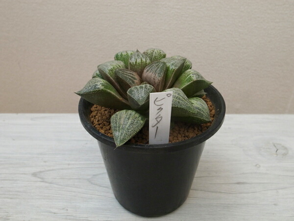 Saleアイテム レア品現品 ハオルチア ピクタ 大株3 5号鉢 多肉植物 タニクショクブツ 送料無料 国産 Lowellvfd Net