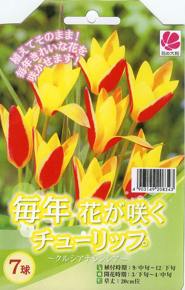 楽天市場 チューリップ クルシアナシンシア7球セット 植えっぱなしで毎年花が咲く ちゅーりっぷ 球根 母の日 花 ガーデニング岐阜緑園