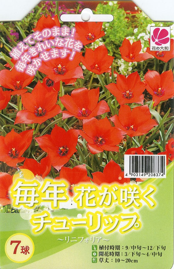 楽天市場 9 30より発送 チューリップ リニフォリア7球セット 植えっぱなしで毎年花が咲く ちゅーりっぷ 球根 母の日 花 ガーデニング岐阜緑園