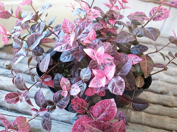 楽天市場 ハツユキカズラ 苗 冬化粧 3号サイズのポット苗 成育旺盛でグランドカバーにも最適ハンギングバスケット寄せ植えアイテムにも人気の植物 母の日 花 ガーデニング岐阜緑園