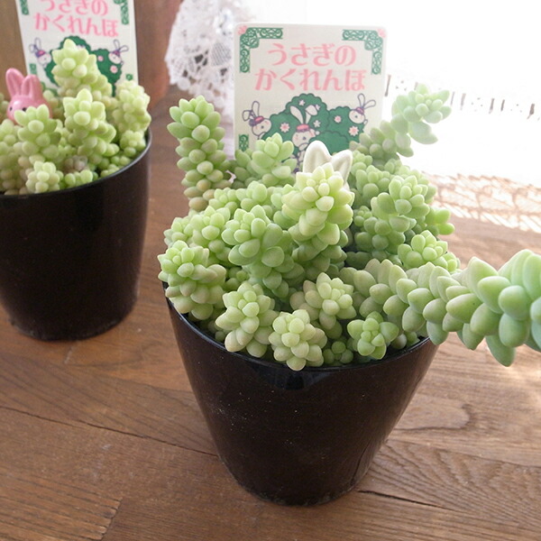 楽天市場 うさぎのかくれんぼ 可愛い 多肉植物 タニクショクブツ 3号サイズ ビアホップ 新玉つづり ビールイエローホアム 母の日 花 ガーデニング岐阜緑園