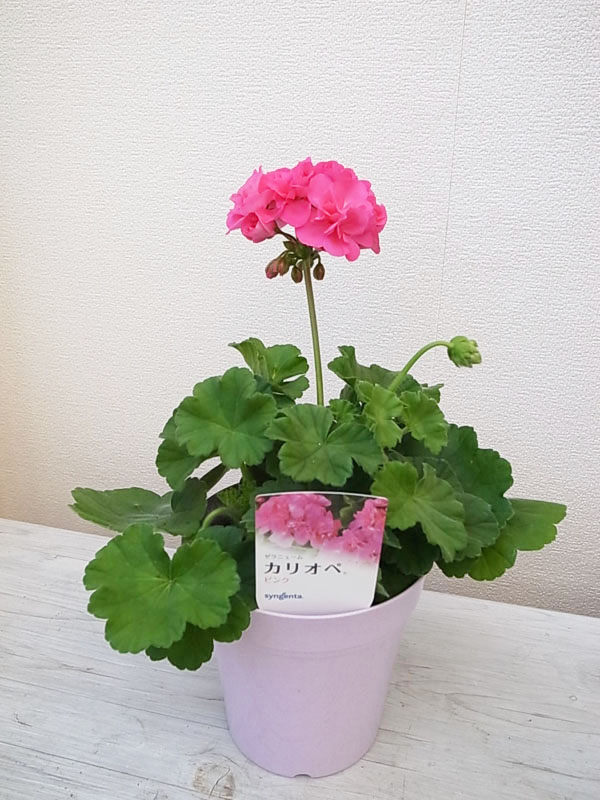 楽天市場 ゼラニウム カリオペ ピンク 5号鉢 ゼラニューム 花芽付 母の日 花 ガーデニング岐阜緑園