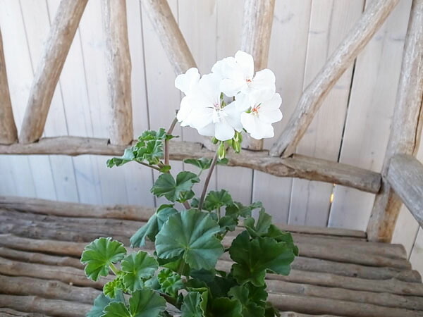楽天市場 ゼラニウム カリエンテ プラチナホワイト 3 5号苗 ゼラニューム 花芽付 母の日 花 ガーデニング岐阜緑園