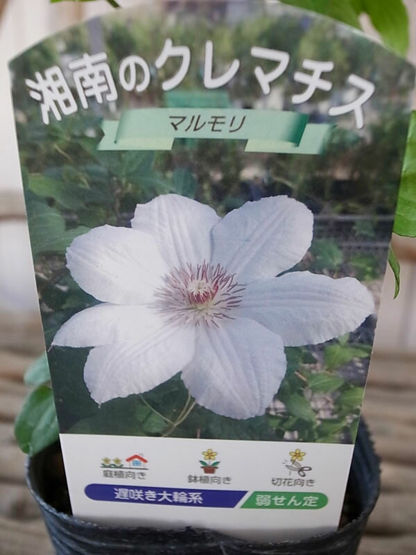 楽天市場 クレマチス マルモリ 3 5号苗 耐寒性つる性宿根草 3年苗 系統 遅咲き大輪 花苗 母の日 花 ガーデニング岐阜緑園