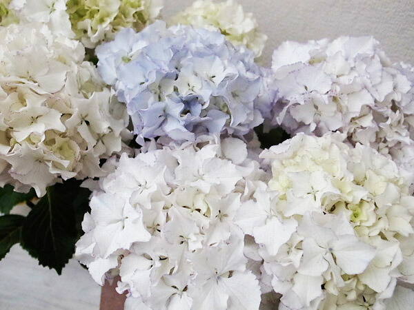 楽天市場 母の日 ギフト 送料無料 紫陽花 珍しい あじさい ハイグレード希少アジサイ ホワイトレオン 5号サイズ 鉢植え 鉢花 ラッピング付 母の日 花 ガーデニング岐阜緑園