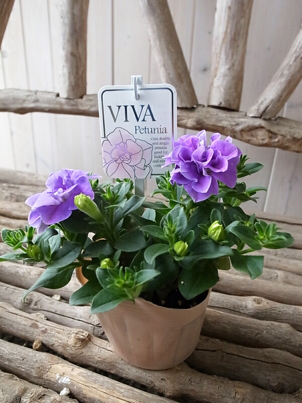 楽天市場 栄養系 ペチュニア 苗 ビバ ブルー八重 3 5号サイズ 花芽付 八重咲きのペチュニア 半耐寒性多年草 母の日 花 ガーデニング岐阜緑園