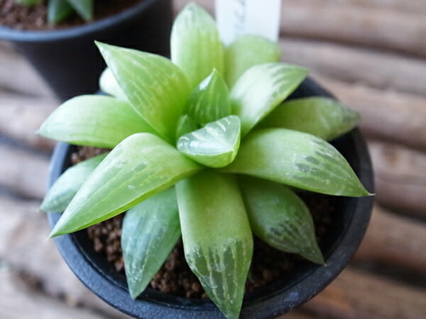 楽天市場 多肉植物 ハオルチア 花鏡 かきょう 2 5号サイズ 鉢植え 希少 タニクショクブツ 母の日 花 ガーデニング岐阜緑園