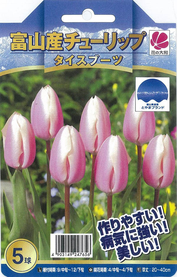 楽天市場 チューリップ 球根 富山の清流チューリップc タイスブーツ 5球セット 母の日 花 ガーデニング岐阜緑園